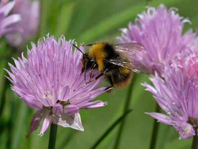 Wildbienen – unverzichtbare Helfer in der Landwirtschaft. - © Makrowilli Wiesenhummel (Bombus pratorum)