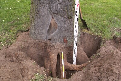 Schaden an einer Eiche - © Angelika Tiedtke-Crede Baumstamm mit freigelegten Wurzeln, daneben ein Maßstab im Boden auf grünem Rasen.