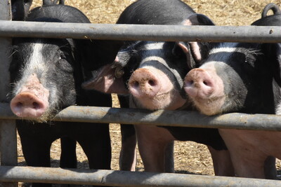 Bilder einer Ausbildung zum Landwirt - © Andreas Teichler Bilder einer Ausbildung zum Landwirt