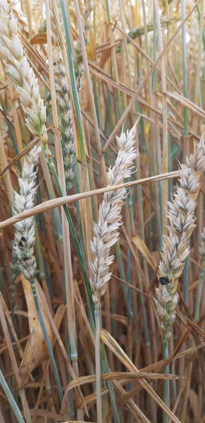 Foto 3_Steinbrand im Bestand