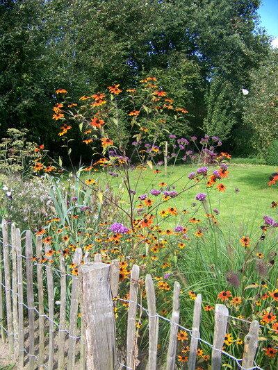 Rudbeckie+Verbena-bonariensis.jpg