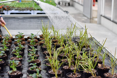 Ausbildung im Zierpflanzenbau