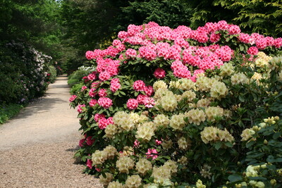 blühende Rhododendron