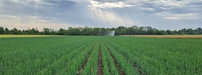 Feld Gem&uuml;se