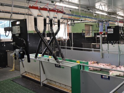 Erstmals hat die Landwirtschaftskammer Ferkel in die neue DigiSchwein-Ferkelaufzucht eingestallt.