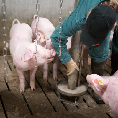 Schweine in der LWK-Versuchsstation Wehnen - © Wolfgang Ehrecke /media/media/FE6584E7-BC64-B936-2B6A6403F4AD303A.jpg