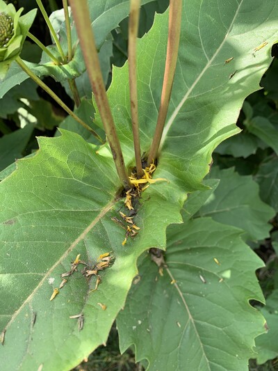 Die gegenständigen Laubblätter der Silphie sind an der Basis stängelumfassend verwachsen. Hier sammelt sich Tau und Regenwasser. - © Dr. Annette Bartels Durchwachsene Silphie