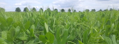 Erbse Feld