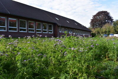 Bl&uuml;hstreifen Bersenbr&uuml;ck; Auch Ende September bl&uuml;ht es noch auf dem neu angelegten Streifen am Standort Bersenbr&uuml;ck