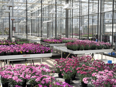 Testung Dianthus in Ahlem