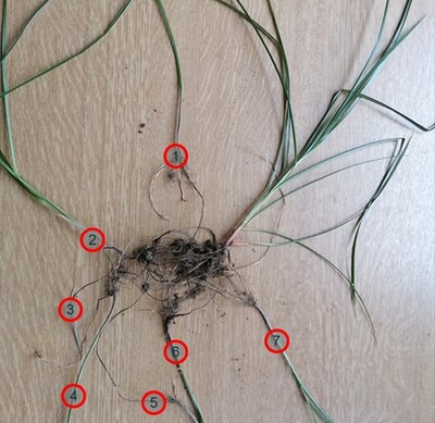 Mutterpflanze mit sieben neu gebildeten Tochterpflanzen und je einer neu gebildeten Knolle acht Wochen nach dem Einpflanzen einer Mandel im Sommer 2024. - © Maximilian Koppel Mutterpflanze Erdmandelgras