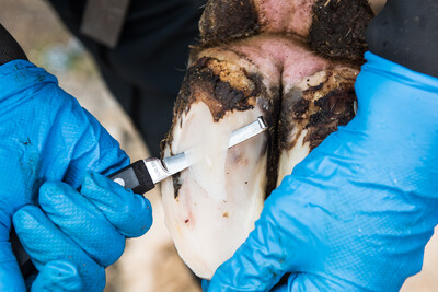 Klauenpflege - © Wolfgang Ehrecke Klauenpflege