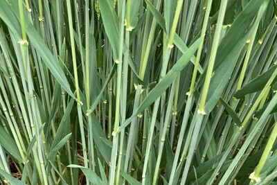 Ein gesunder Blattapparat ist eine Voraussetzung f&uuml;r stabilde Ertr&auml;ge