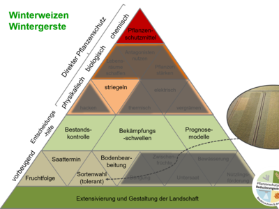 Ma&szlig;nahmenpyramide f&uuml;r den integrierten Pflanzenschutz in Winterweizen/Wintergerste