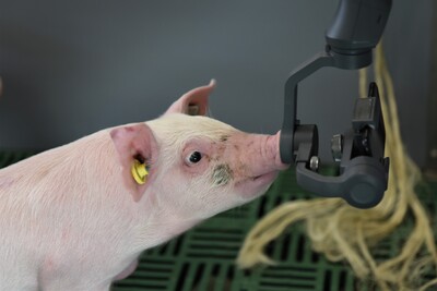 Erstmals hat die Landwirtschaftskammer Ferkel in die neue DigiSchwein-Ferkelaufzucht eingestallt.