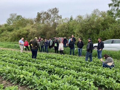 Die im letzten Jahr gesäte Durchwachsende Silphie verbindet Nutzfunktion und Förderung von Insekten in besonderer Weise. - © Marcus Polaschegg Die Ständige Senatskommission 'Transformation von Agrar- und Ernährungssystemen zu Besuch im niedersächsischen Landschaftslabor im Projekt FInAL