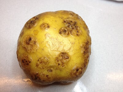 Starke Sortenunterschiede gibt es beim Schorf