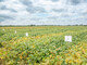 LeguNet-Soja-Feldtag der Landwirtschaftskammer Niedersachsen in Blender (Kreis Verden). - © Wolfgang Ehrecke LeguNet-Soja-Feldtag der Landwirtschaftskammer Niedersachsen in Blender (Kreis Verden).