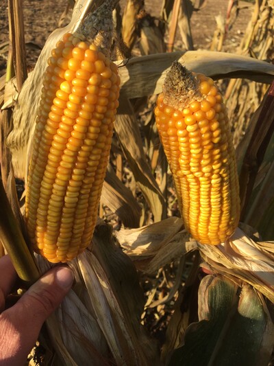 Körnermais