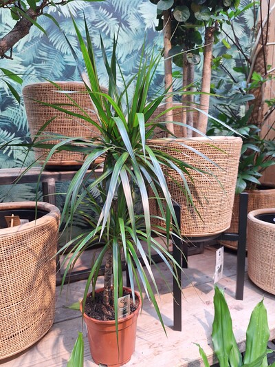 Dracaena