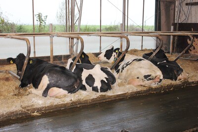 Dem Kuhkomfort wurde bei dem Stallbau eine große Bedeutung beigemessen