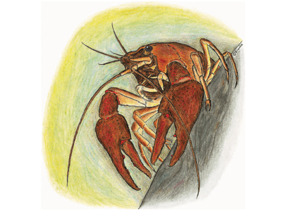 Edelkrebs - © Dietrich Blanke - © Dietrich Blanke Edelkrebs