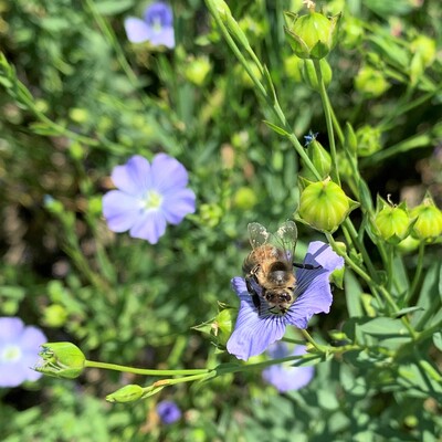 Biene auf Öllein-Blüte: Das Nahrungsangebot für Insekten in der Agrarlandschaft zu verbessern ist ein Ziel des Projekts FInAL, das die LWK zusammen mit Landwirt*innen sowie mehreren Forschungsinstituten im Raum Braunschweig umsetzt.