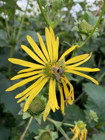 Durchwachsene Silphie