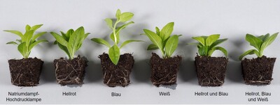 Bewurzelte Stecklinge der Sorte 'Lilac Dark Vein'