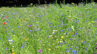 Beet hinter der Bezirksstelle Braunschweig