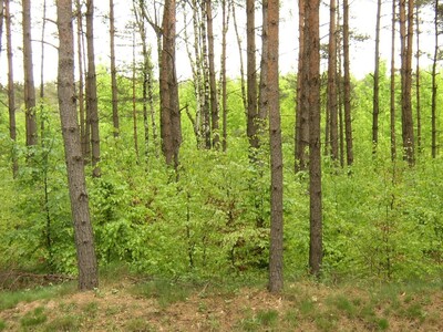 Projekt Wasserwald - © Martin Hillmann Projekt Wasserwald