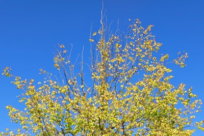 gestresster Straßenbaum - Trockenschaden - © Nadja Krause gestresster Stadtbaum - Trockenschäden