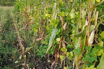 Im kommenden Jahr ist es letztmalig möglich, den Fruchtwechsel (nach GLÖZ 7) mittels Mischanbau z.B. mit Mais-Bohnengemenge durchzuführen. AB 2026 wird Maisgemenge nach GAP allgemein zu Mais gezählt und stellt keine eigene Kultur mehr dar.