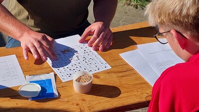 100 Getreidekörner für die Keimprobe vorbereiten - © Rolf Fricke 100 Getreidekörner für die Keimprobe vorbereiten