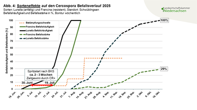 Abbildung 4 Sorteneffekte auf den Cercospora Befallsverlauf 2025