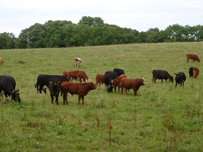Mutterkuhherde auf der Weide - © Yvonne Konersmann Mutterkuhherde auf der Weide