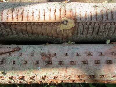 Die unterschiedlichen Abdrücke in der Rinde stammen von verschieden ausgeformten Vorschubwalzen. - © Dieter Scholz Die maschinelle Aufarbeitung durch einen Harvester hat Spuren hinterlassen.