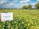 LeguNet-Soja-Feldtag der Landwirtschaftskammer Niedersachsen in Blender (Kreis Verden). - © Wolfgang Ehrecke LeguNet-Soja-Feldtag der Landwirtschaftskammer Niedersachsen in Blender (Kreis Verden).