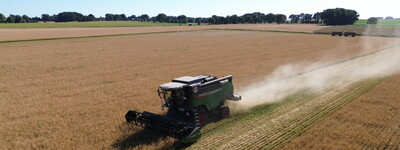 Ernte &Ouml;ko-Wintergerste