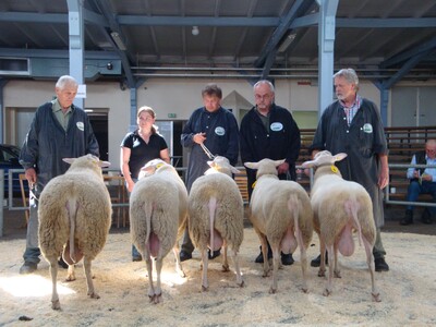 Ostfriesische Milchschafe in Cloppenburg