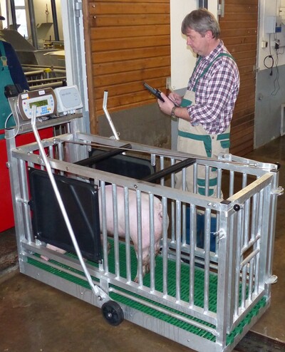 Wiegung der Schweine in der LPA Quakenbrück