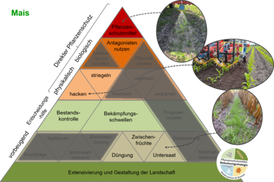 Maßnahmenpyramide für den integrierten Pflanzenschutz in Mais