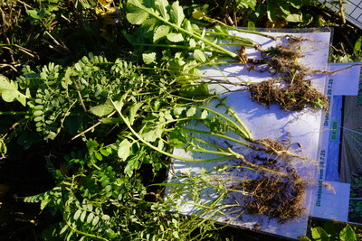 Direktsaat 30.7.vs Drohnensaat 29.7.