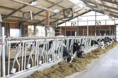 Offene Ställe und zusätzliche Ventilatoren können den Hitzestress für die Kühe deutlich mindern