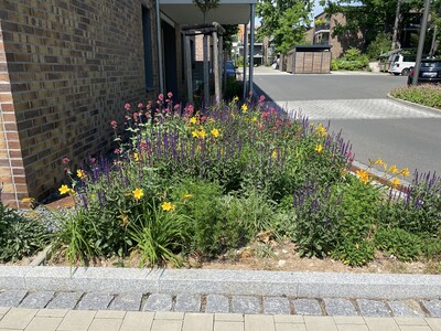 Staudenmischungen machen es möglich - ansprechende Staudenbepflanzung vor einem Wohnhaus - © Dr. Philipp Schönfeld Ansprechende Staudenbepflanzung vor einem Wohnhaus