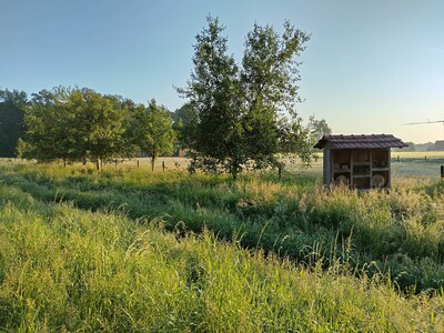 Obstbaumreihe Insektenhotel - © Janosch Hans Grüne Wiese mit Bäumen und einem kleinen Holzunterstand unter blauem Himmel.