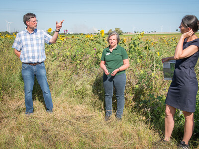 Landwirt Matthias Johns, LWK-Biodiversitätsberaterin Martina Diehl und Agrarministerin Miriam Staudte (v.l.) auf einer Fläche speziell für den Rebhuhnschutz bei Wolfenbüttel-Leinde. - © Wolfgang Ehrecke Landwirt Matthias Johns, LWK-Biodiversitätsberaterin Martina Diehl und Agrarministerin Miriam Staudte (v.l.) auf einer Fläche speziell für den Rebhuhnschutz bei Wolfenbüttel-Leinde.