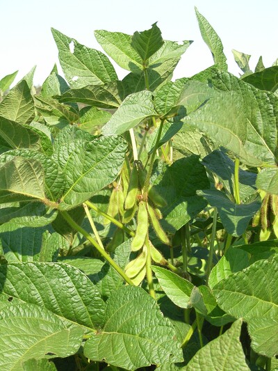 Sojabohne mit Hülsen - © Markus Mücke - © Markus Mücke Sojabohne mit Hülsen