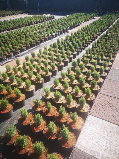 Effekte gegen Phytophthora an Chamaecyparis