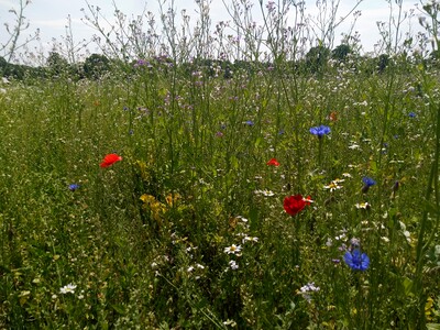 BF1_Mischung - © Janosch Hans BF1_Mischung